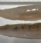 FISH ZANDER PIKE PERCH IQF FILET11#